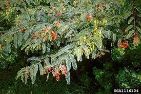 Image result for Sesbania tetraptera