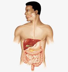Pechen Cheloveka Gde Nahoditsya Pechen Ee Funkcii I Stroenie