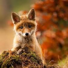 Renardeau Cute Animals Animals Baby Animals Pictures Well you're in luck, because here they come. pinterest