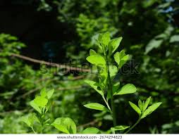 Image result for Flueggea virosa