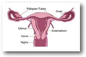 What Causes Female Infertility