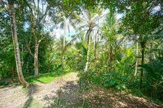 Motivated Vendor Green View Forever 14 Are Or 7 Are Overlooking The Botanical Garden Green Belt Zone Discount Until Idr 1 Ubud Green Belt Land For Sale