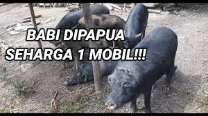 Babi (pig) +‎ hutan (forest). Vivian Riski Youtube Channel Analytics And Report Powered By Noxinfluencer Mobile