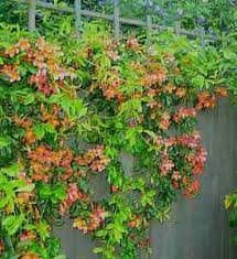 Image result for Bignonia capreolata