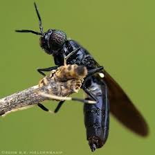Maybe you would like to learn more about one of these? Black Soldier Fly Hermetia Illucens Black Soldier Fly Insect Photography Livestock Feed
