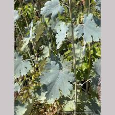 Image result for Macleaya
