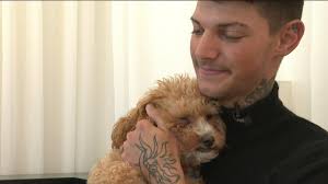 Missing goldendoodle returned to owner after being spotted with stranger