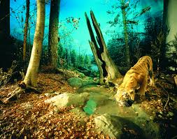 Chinese Deciduous Forest Science And Nature National Museum Nature