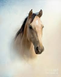 This 13 year old buckskin paint mare was started with a lovely western foundation. Buckskin Beauty Photograph By Betty Larue