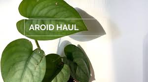 This plant is a stunning climber with dark, velvety leaves powdered in bronze. Philodendron Melanochrysum Care And Update Ft Philodendron Gigas Youtube