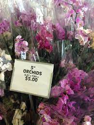 Got greenery , poinsettias, paper whites, and mini trees for every room in the house for under $55 total! Beautiful Orchids At Produce Junction In Moorestown I Have 12 Of These Growing In My Classroom The Students Are Taking C Beautiful Orchids Orchids Moorestown