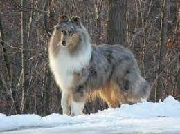 9 Month Old Rough Collie Blue Merle Shetlandsheepdogpuppy Collie Puppies Shetland Sheepdog Puppies Rough Collie