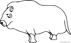 Animals of north and south america. Blank Muskox Coloring Page Coloringall