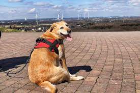 mit hund auf die halde checkt unsere tipps fur wanderungen und spaziergange mit dem hund im kreis wesel in meinruhrgebiet ruhrgebiet rheine kreis