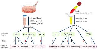 For example, in new delhi, india, they found themselves halfway between two meridians. Comparison Of Isolation Methods Of Exosomes And Exosomal Rna From Cell Culture Medium And Serum