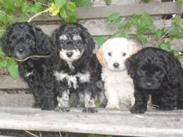 Black And White Cocker Spaniel Poodle Mix 403 Forbidden Cocker Spaniel Mix Cocker Spaniel Toy Poodle