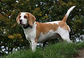 steckbrief der beagle lieber kerl mit schlappohren kuriose tierwelt beagle tiere kerle