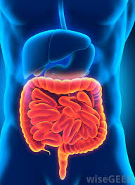 What Is The Role Of Peristalsis In The Digestive System