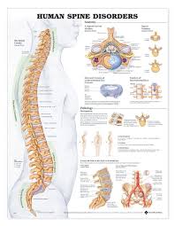 human spine disorders anatomical chart 2nd edition