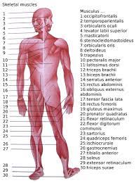 We may earn a commission through links on our site. List Of Skeletal Muscles Of The Human Body Wikipedia