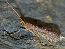 Image result for Philenoptera katangensis