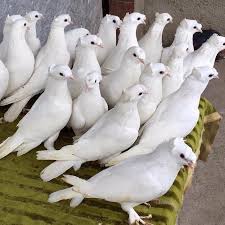 Pin On Pigeon