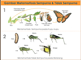 Maybe you would like to learn more about one of these? Pertumbuhan Dan Perkembangan Pada Hewan Dan Manusia Karedok Net