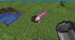 How to tame minecraft axolotls. Mc 208899 Axolotl S Head Getting Stuck On The Ground Jira