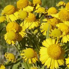 Image result for Helenium autumnale