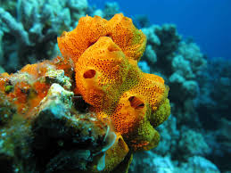 What kind of symmetry do sponges have? Sponge Structure And Function Advanced Read Biology Ck 12 Foundation