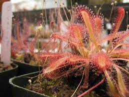 Growing Sundews Tips On How To Care For A Sundew Plant Sundew Plant Carnivorous Plants Terrarium Carnivorous Plants Care