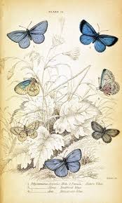 5 out of 5 stars. How To Make A Butterfly Vintage Print Variation On A Theme Paper Glitter Glue
