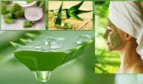 маски для лица в домашних условиях от морщин с алоэ Recepty Maski Iz Aloe Dlya Lica Bolee 15 Vidov Masok Iz Aloe V Domashnih Usloviyah Aloe Maski Dlya Lica Lico