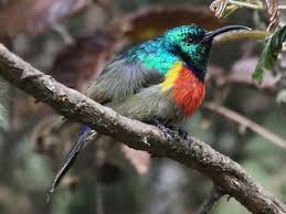 Image result for Secamone stuhlmannii