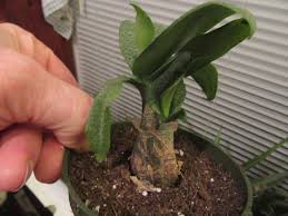 Image result for Ledebouria Unidentified sp. no5.