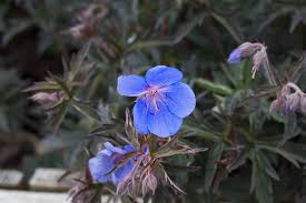 Laporan tersebut berisi bab tentang flora inggris, yang dipelajari lebih baik daripada di sebagian besar belahan dunia lainnya. Bunga Cornwall Inggris Bunga Liar Flora Tumbuhan Alam Tanaman Berbunga Menanam Kesegaran Pxfuel