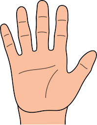 Thumb Finger 621 800 Transprent Png Free Download Finger Hand Gesture Cleanpng Kisspng Right human hand, index finger hand, fingers, people, arm png. thumb finger 621 800 transprent png