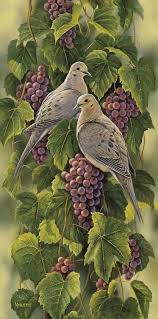 Ohdarlingdankeschoen Pinterest Com Vineyard Mourning Doves Rosemary Millette Goruntuler Ile Cizimler Kus Sanat Resim Sanati