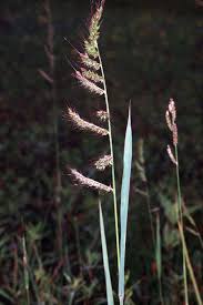 Image result for Chrysochloa