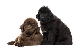 So You Think You Want A Newfoundland Heres 9 Things You
