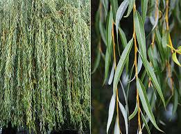 21 tricolpatae mit reticulaten oder microreticulaten skulpturen, 21.18 salix. Salix Alba Tristis Wikipedia Salix Alba Tristis Hd Stock Images Shutterstock Bei Einem Pflanzabstand Von 10 Cm Reicht Die Gelieferte Menge Fur Etwa 20 Lfd M Luann Huck
