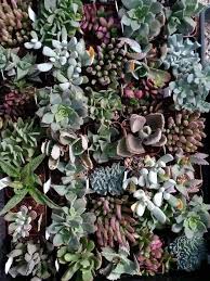 A secret pocket garden of cactus now thrives on the sunny side of his boulder home. Colorado Cactus Succulent Society Ccss 3 652 Photos Social Club Denver Co 80206