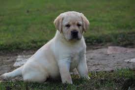 If you're interested in an international adoption, it's important to understand a transracial adoption in vermont and what it's like being an international adoptee. Dole Hill Labradors Labrador Retrievers Puppies Puppies For Sale