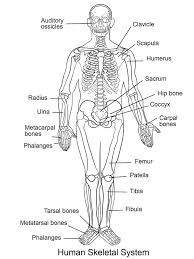 Human Skeletal System Coloring Page Free Printable Coloring Pages For Kids