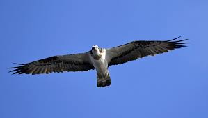 Aves (taxonomie) of (voor een alternatieve indeling): Zeearend2020 On Twitter Zeearend Werkgroepzeearend Vliegendedeur Ijsseldelta Vogelvaartochten Visarend Zeearend Zee En Visarend Binnen Een Uur Over Ons Heen Gevlogen Mooi Vliegweer Vandaag In De Ijsseldelta Totaal 5 Verschillende Zeearenden
