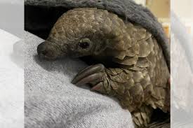He resolved to make the protection of these strange animals his life's work. Baby Pangolin In Good Health After Being Rescued From Poachers In Sa Samachar24