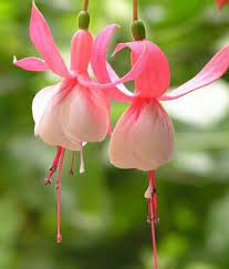 Quick & easy to get these fuchsia flower seeds at discounted prices online you need from shippers and suppliers in china. Mpro Tech Mixed Colour Fuchsia Flower Seed Buy Mpro Tech Mixed Colour Fuchsia Flower Seed Online At Low Price Snapdeal