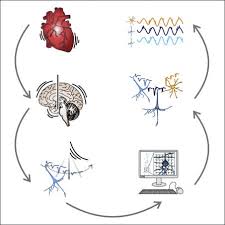 Tu es encore presque une enfant tu n'as connu qu'un seul amant mais à vingt ans pour rester sage l'amour étant trop long voyage. Le Coeur Qui Bat Secoue Le Cerveau A L Interieur Du Crane Sciences Et Avenir