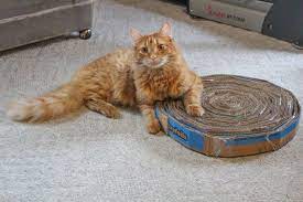 Below is a list of material you. 15 Diy Cardboard Cat Scratcher Ideas Ideas For Diy