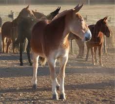These mule spinners, assisted by women and children, were an elite group in the early textile mills.• martha says rats are hanging dressed in the market for sale with mule meat.• Draft Mule The Farm At Walnut Creek In Ohio